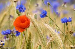 Mohn - Zum Vergroessern klicken!