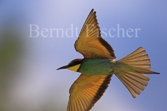 Bienenfresser  - Zum Vergroessern klicken!