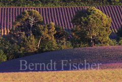 Lavendelfeld  - Zum Vergroessern klicken!