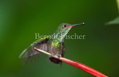 Kolibri ssp.Schnabel Grnschiller  - Zum Vergroessern klicken!