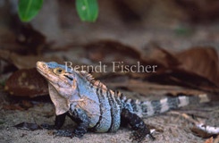 Schwarzer Leguan NP Manuel Antonio - Zum Vergroessern klicken!