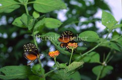 tropischer Schmetterling Helikonius ssp. Paarung - Zum Vergroessern klicken!