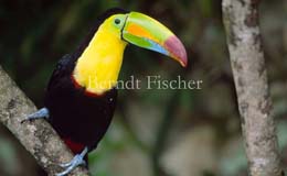 Regenbogentukan Fischertukan Schnabel  - Zum Vergroessern klicken!