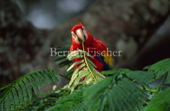 Hellroter Ara Arakanga Papagei  - Zum Vergroessern klicken!