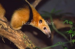 Tamandua Kleiner Ameisenbr kletternd - Zum Vergroessern klicken!