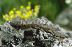 Aspisviper - Zum Vergroessern klicken!