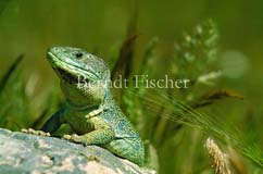 Perleidechse, sonnend - Zum Vergroessern klicken!