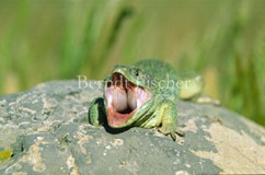 Perleidechse, g�hnend - Zum Vergroessern klicken!