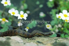 Vipernatter, Wasserhahnenfu - Zum Vergroessern klicken!