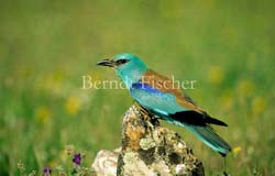 Blauracke - Zum Vergroessern klicken!