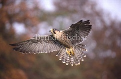 Wanderfalke fliegend - Zum Vergroessern klicken!