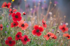 Mohn - Zum Vergroessern klicken!