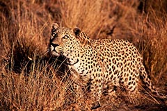 Leopard - Zum Vergroessern klicken!