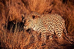 Leopard - Zum Vergroessern klicken!