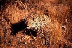 Leopard - Zum Vergroessern klicken!
