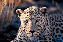 Leopard - Zum Vergroessern klicken!