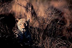 Leopard - Zum Vergroessern klicken!