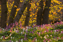 Lerchensporn - Zum Vergroessern klicken!