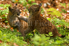 Luchs - Zum Vergroessern klicken!