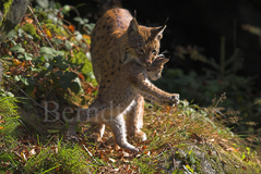 Luchs - Zum Vergroessern klicken!