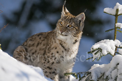 Luchs - Zum Vergroessern klicken!