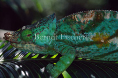 Parson`s Cham�leon Calumma parsonii - Zum Vergroessern klicken!