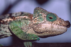 Cham�leon Calumma malthe - Zum Vergroessern klicken!