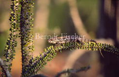 Chamleon Furcifer oustaleti - Zum Vergroessern klicken!