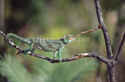 Panthercham�leon  - Zum Vergroessern klicken!