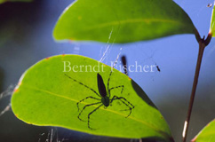 Blatt Spinne ssp. - Zum Vergroessern klicken!