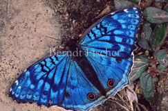 tropischer Schmetterling Junonia rhadama - Zum Vergroessern klicken!