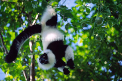 Schwarzwei�er Vari Lemuren  - Zum Vergroessern klicken!