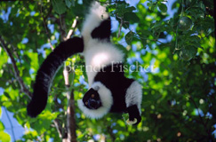 Schwarzweier Vari Lemuren  - Zum Vergroessern klicken!