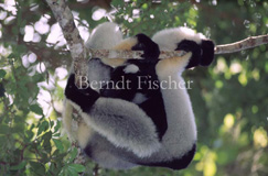 Indri Lemuren  - Zum Vergroessern klicken!