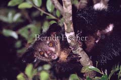 Fingertier Aye-aye Lemuren  - Zum Vergroessern klicken!