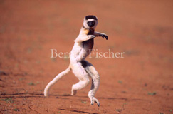 Larvensifaka Lemuren - Zum Vergroessern klicken!