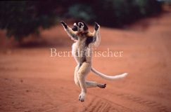 Larvensifaka Lemuren  - Zum Vergroessern klicken!