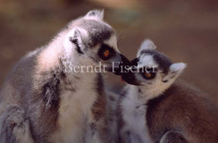 Ringelschwanzlemur Katta  - Zum Vergroessern klicken!