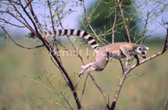Ringelschwanzlemur Katta  - Zum Vergroessern klicken!