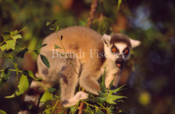 Ringelschwanzlemur Katta  - Zum Vergroessern klicken!