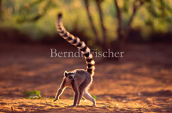 Ringelschwanzlemur Katta  - Zum Vergroessern klicken!