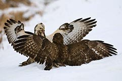 Musebussard - Zum Vergroessern klicken!