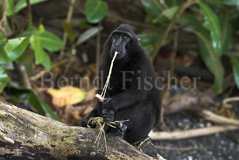 Schopfmakaken Affen Primaten  - Zum Vergroessern klicken!