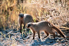Zebramanguste - Zum Vergroessern klicken!