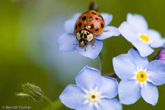 Marienk�fer  - Zum Vergroessern klicken!