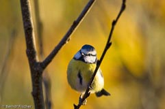 Blaumeise - Zum Vergroessern klicken!