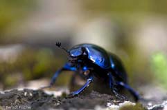 Mistk�fer sp. - Zum Vergroessern klicken!