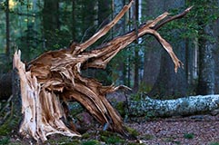 Nationalpark Bayerischer Wald - Zum Vergroessern klicken!
