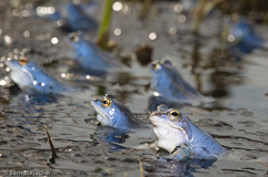 Moorfrosch  - Zum Vergroessern klicken!