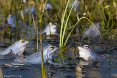 Moorfrosch - Zum Vergroessern klicken!